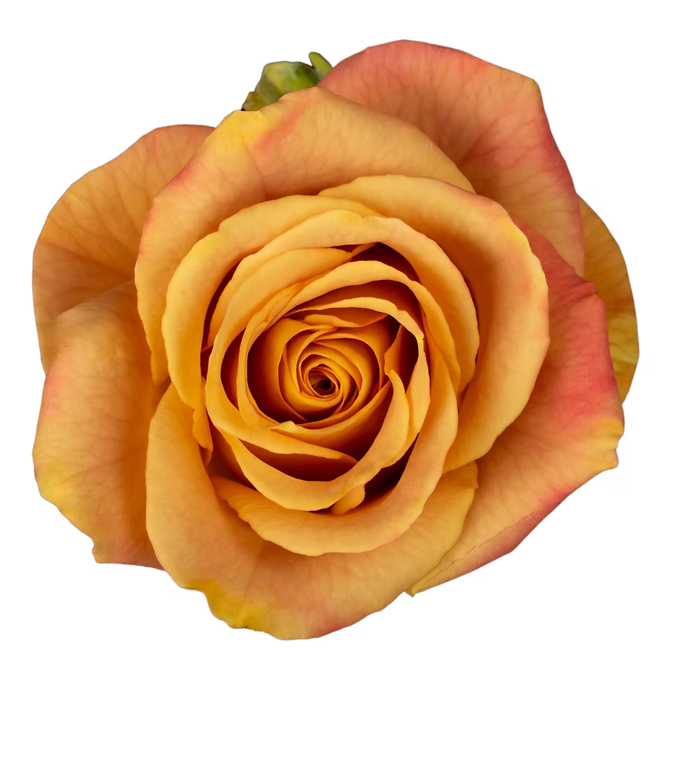 Heart of Gold