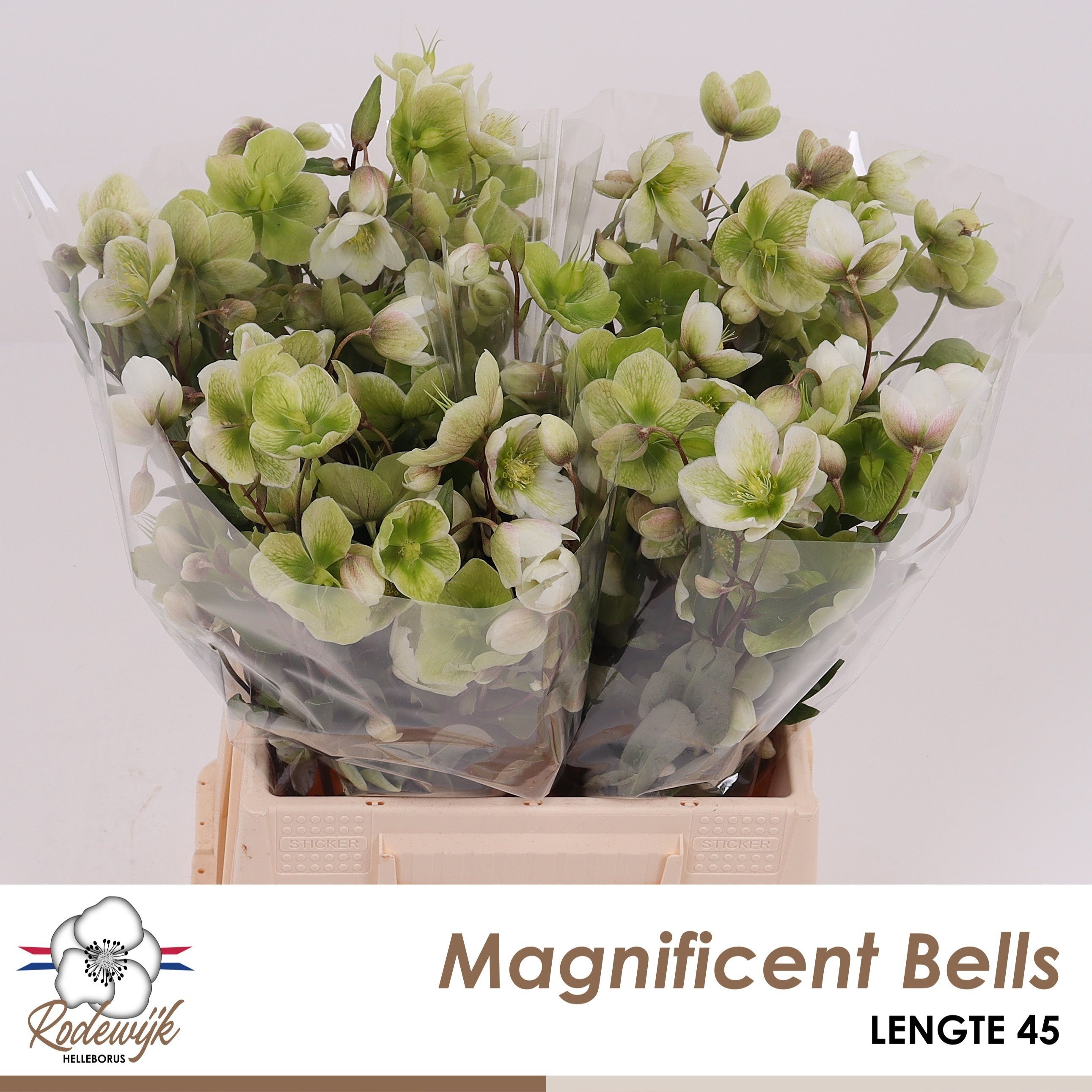 Magnific Bells