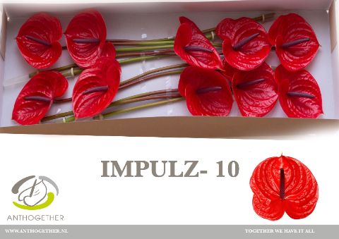 Impulz