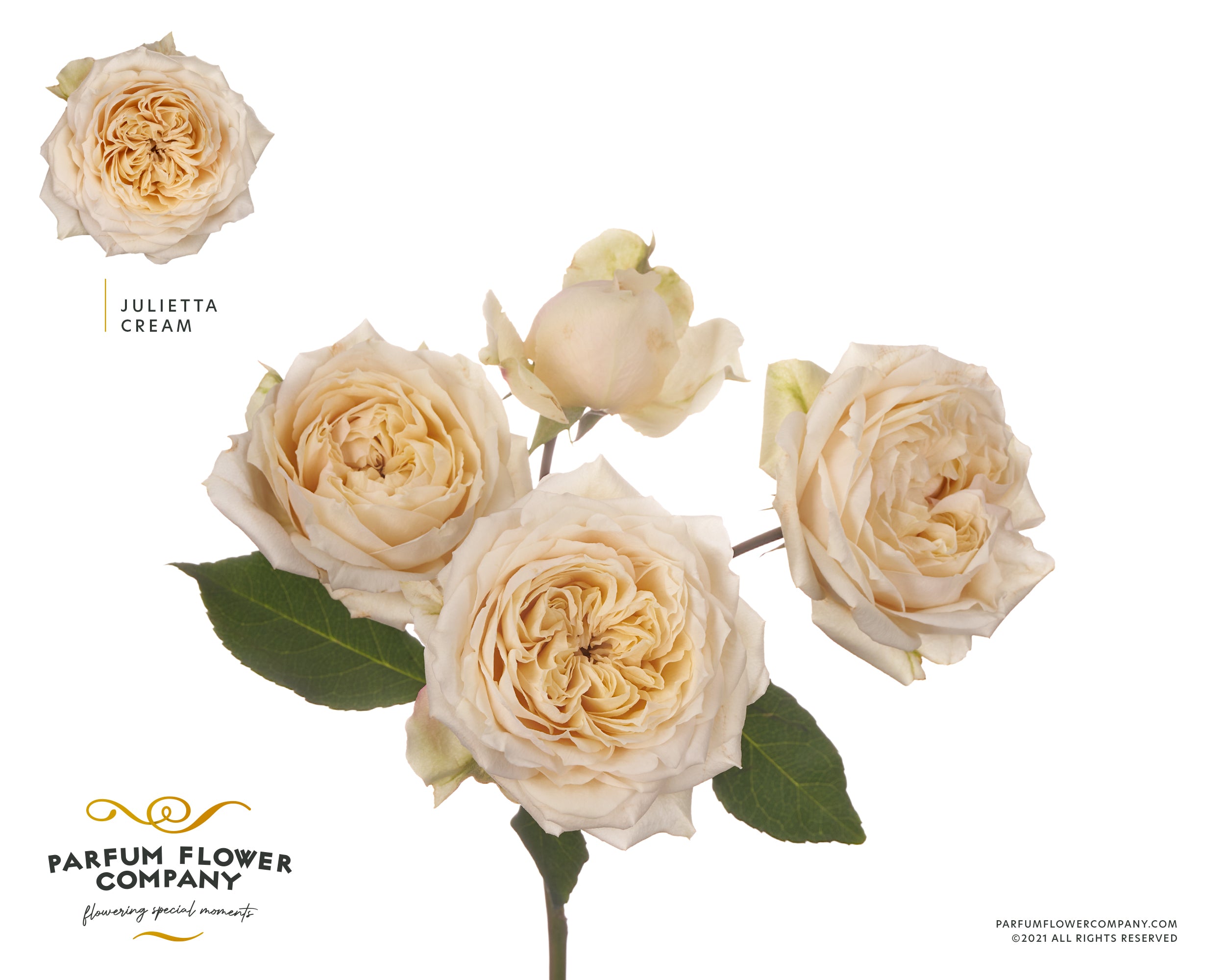 Julietta Cream