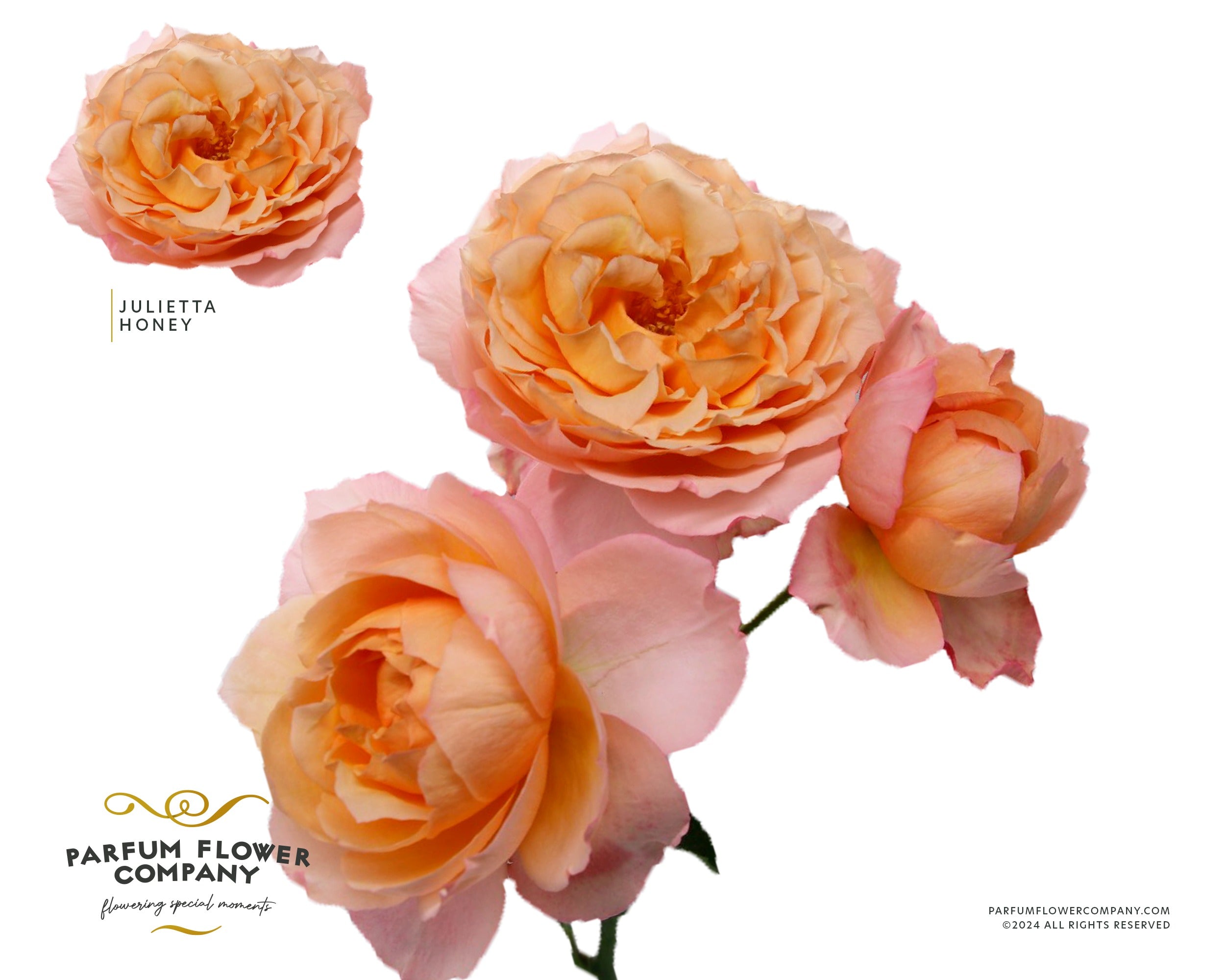 Julietta Honey