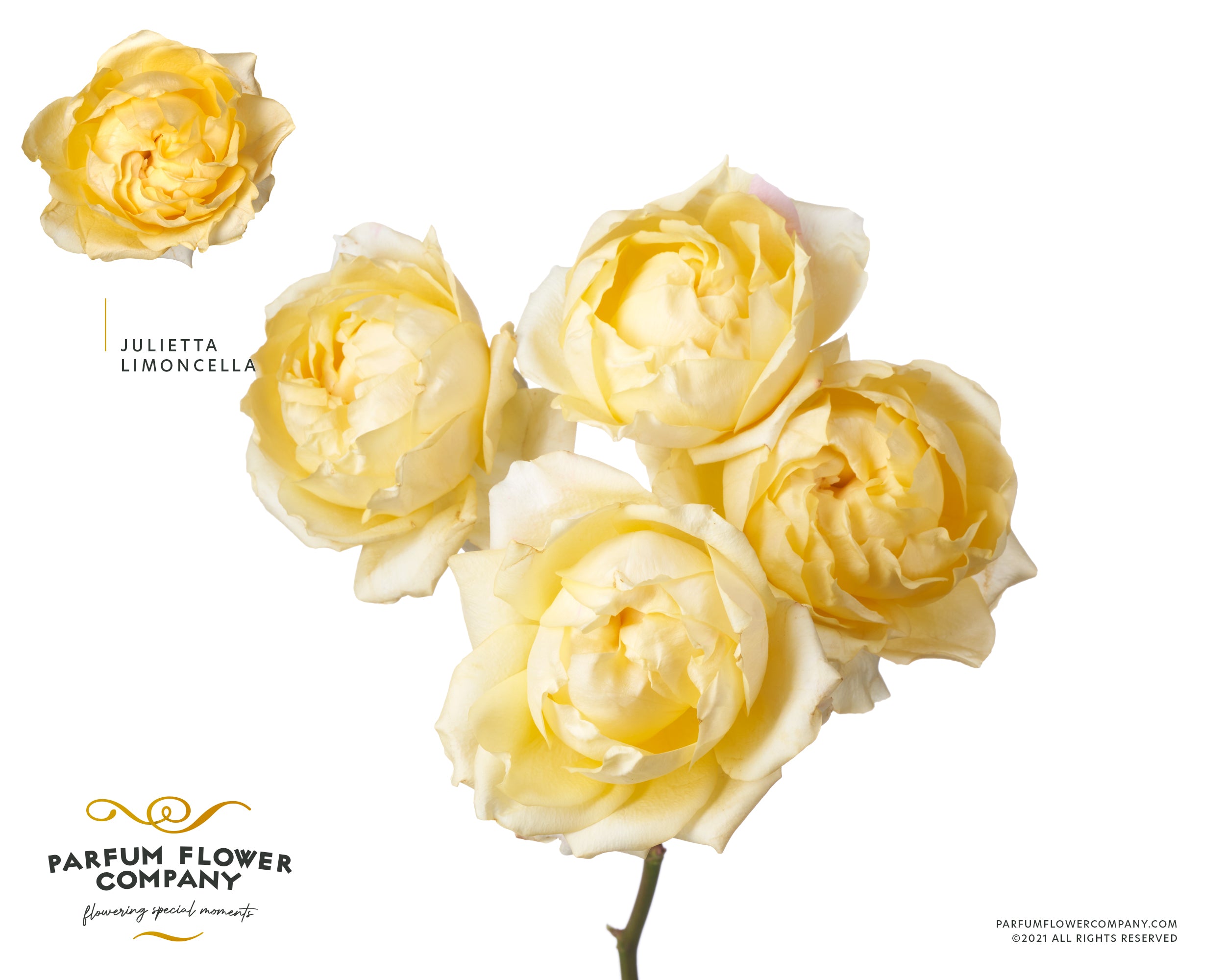 Julietta Limoncello