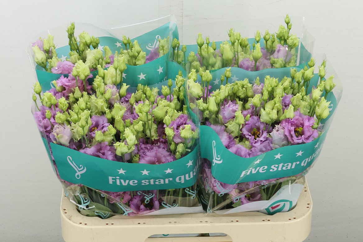 Julius Grape