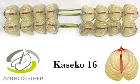 Kaseko