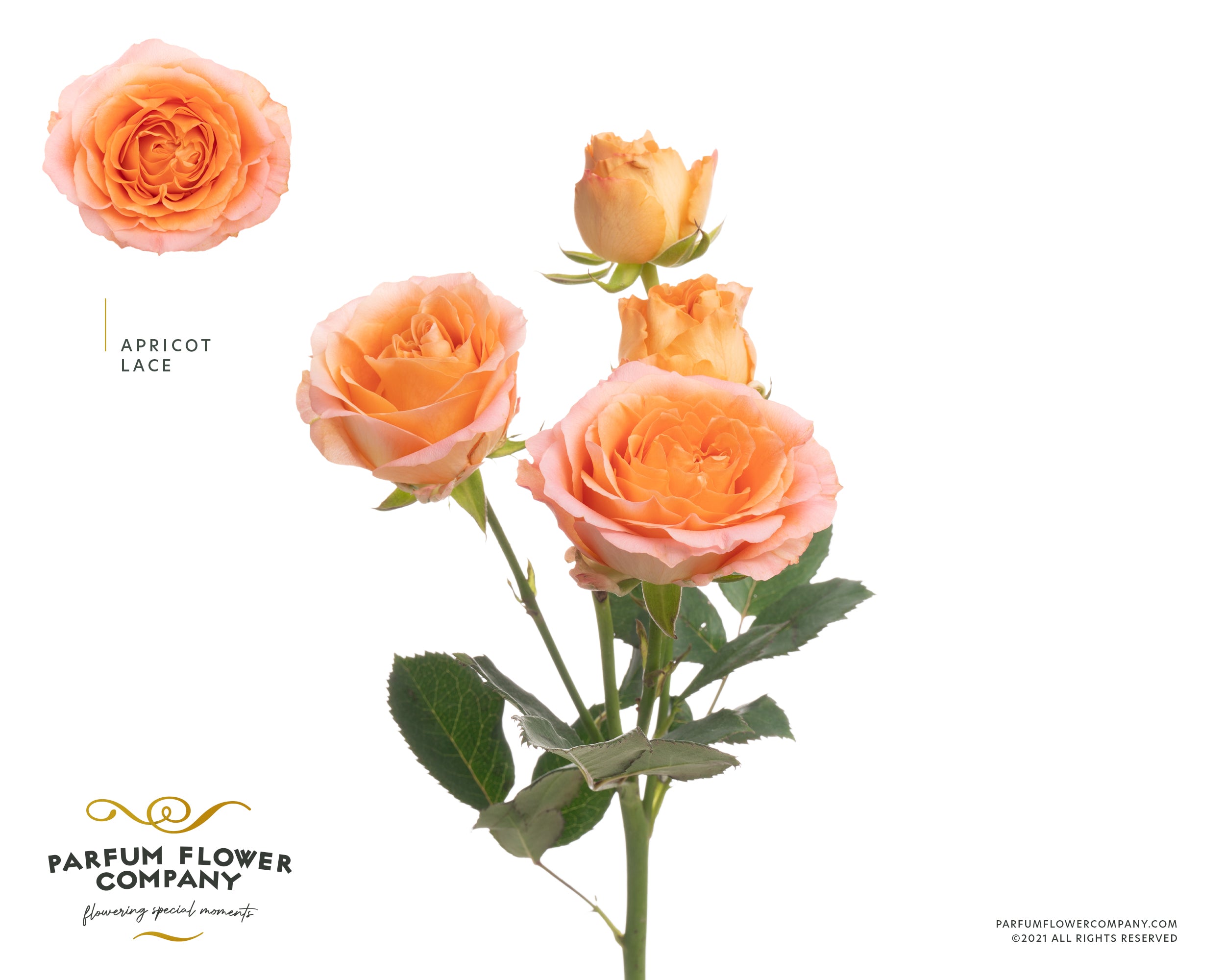 Lace Apricot