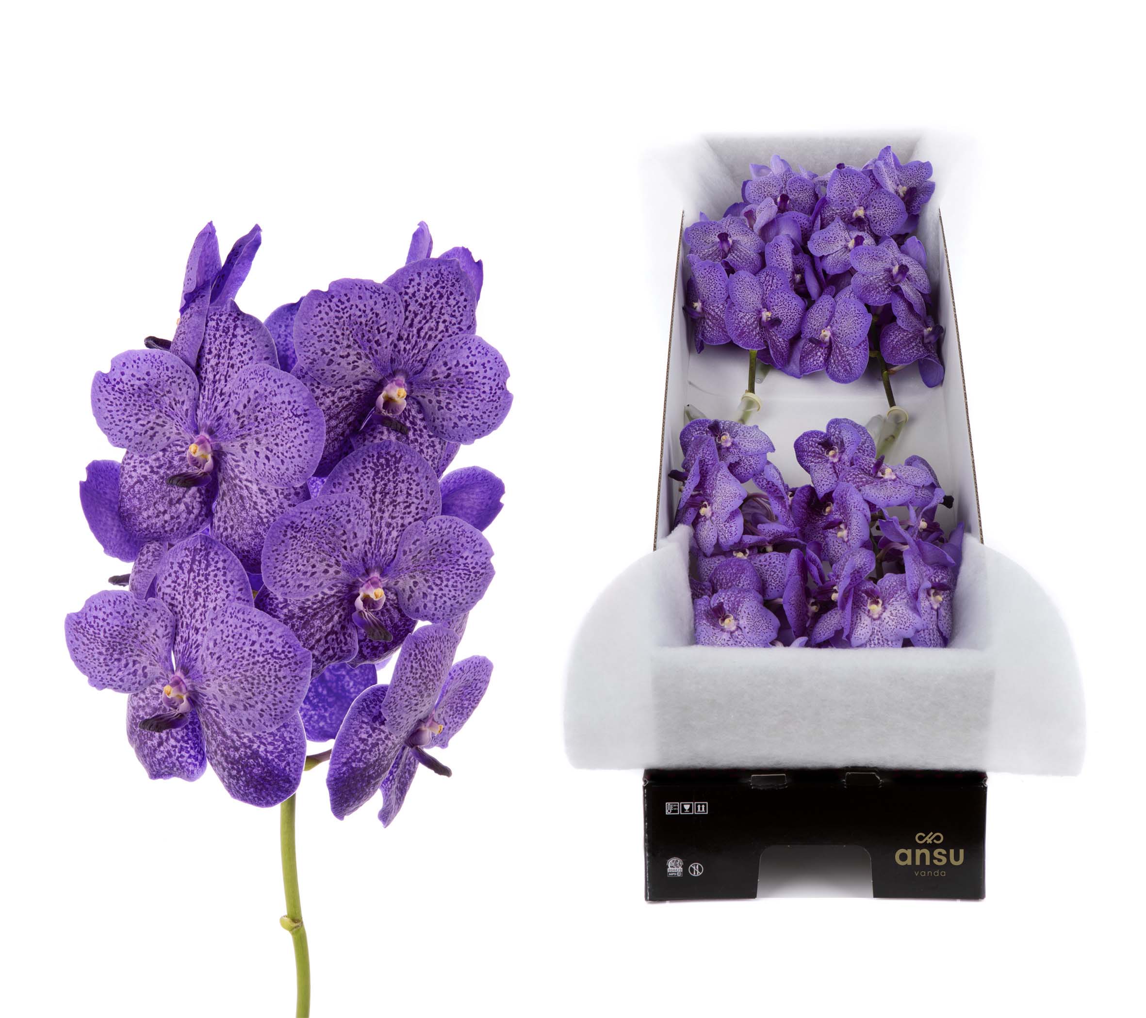 Lavender Sprinkles X8