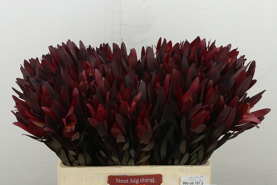Safari Sunset Dark Red Super