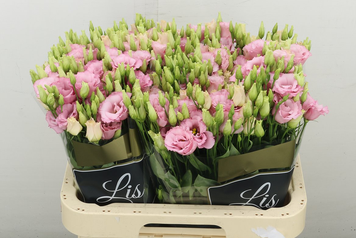 Lisanne L Pink