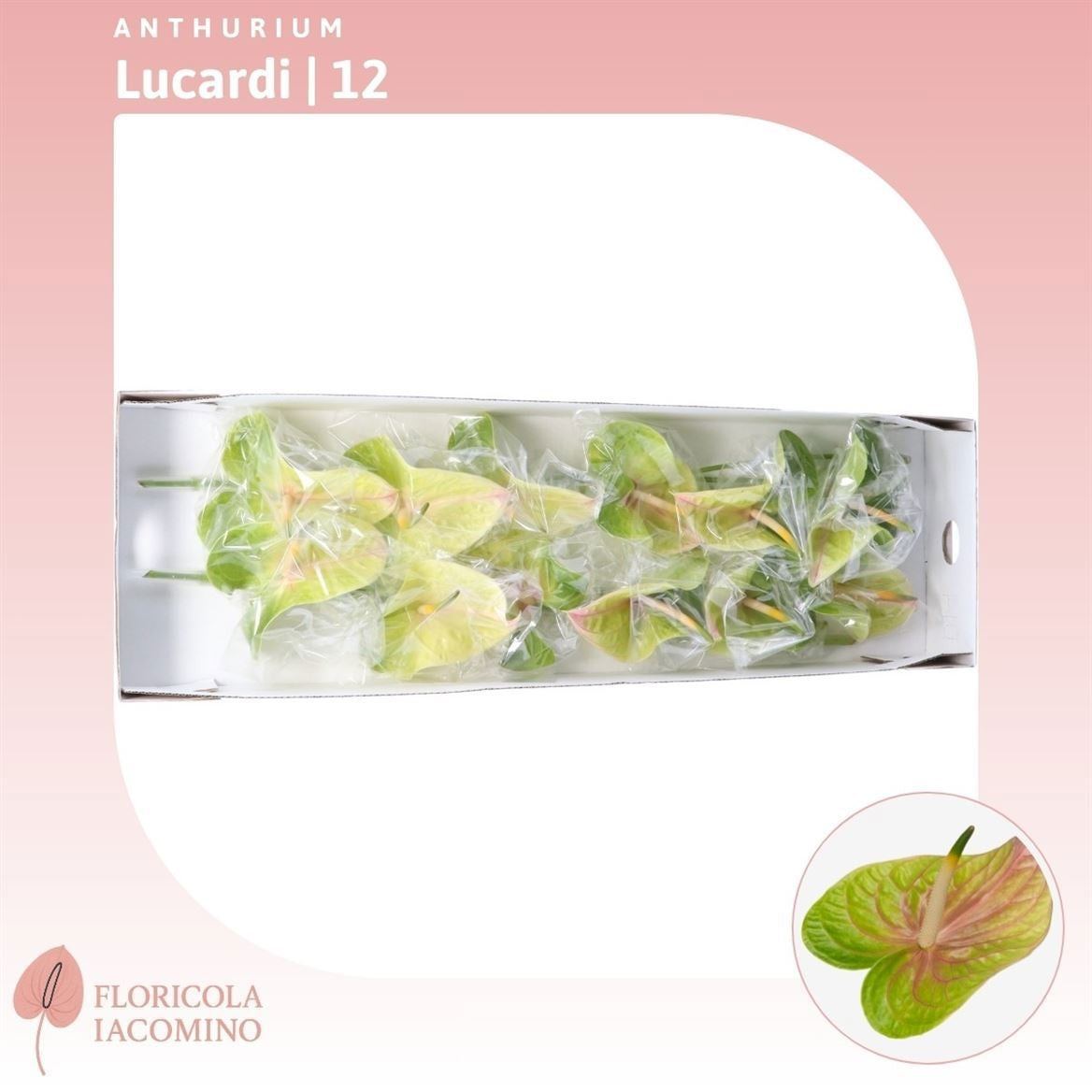 Lucardi