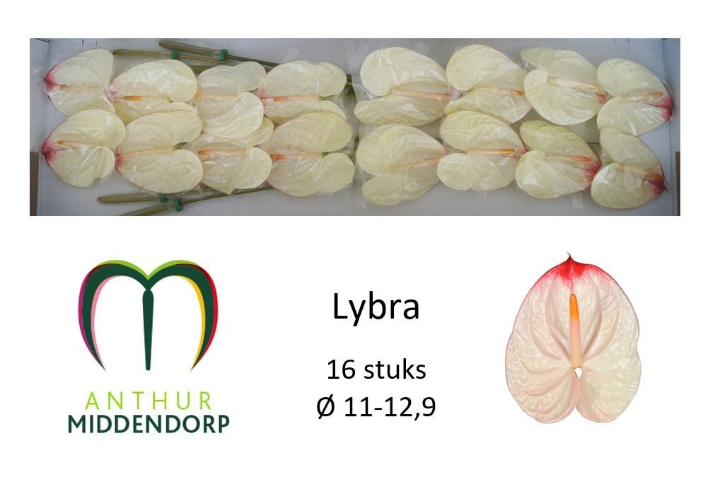 Lybra
