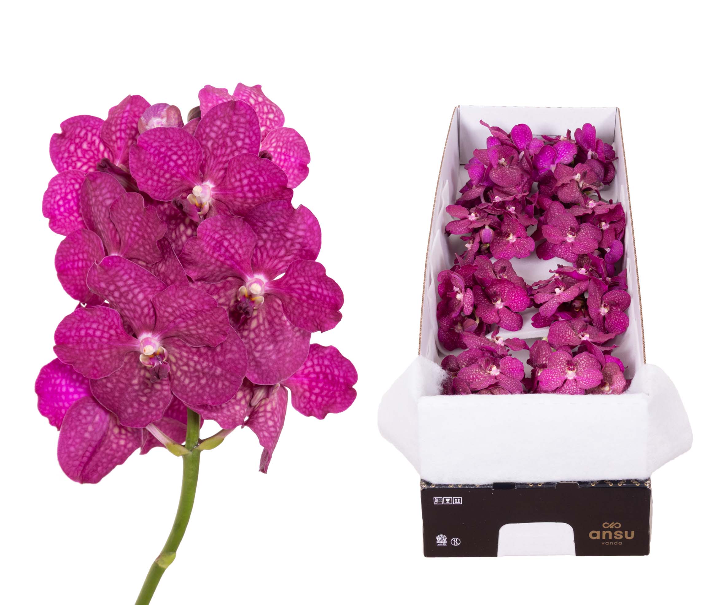 Magic Fuchsia X10