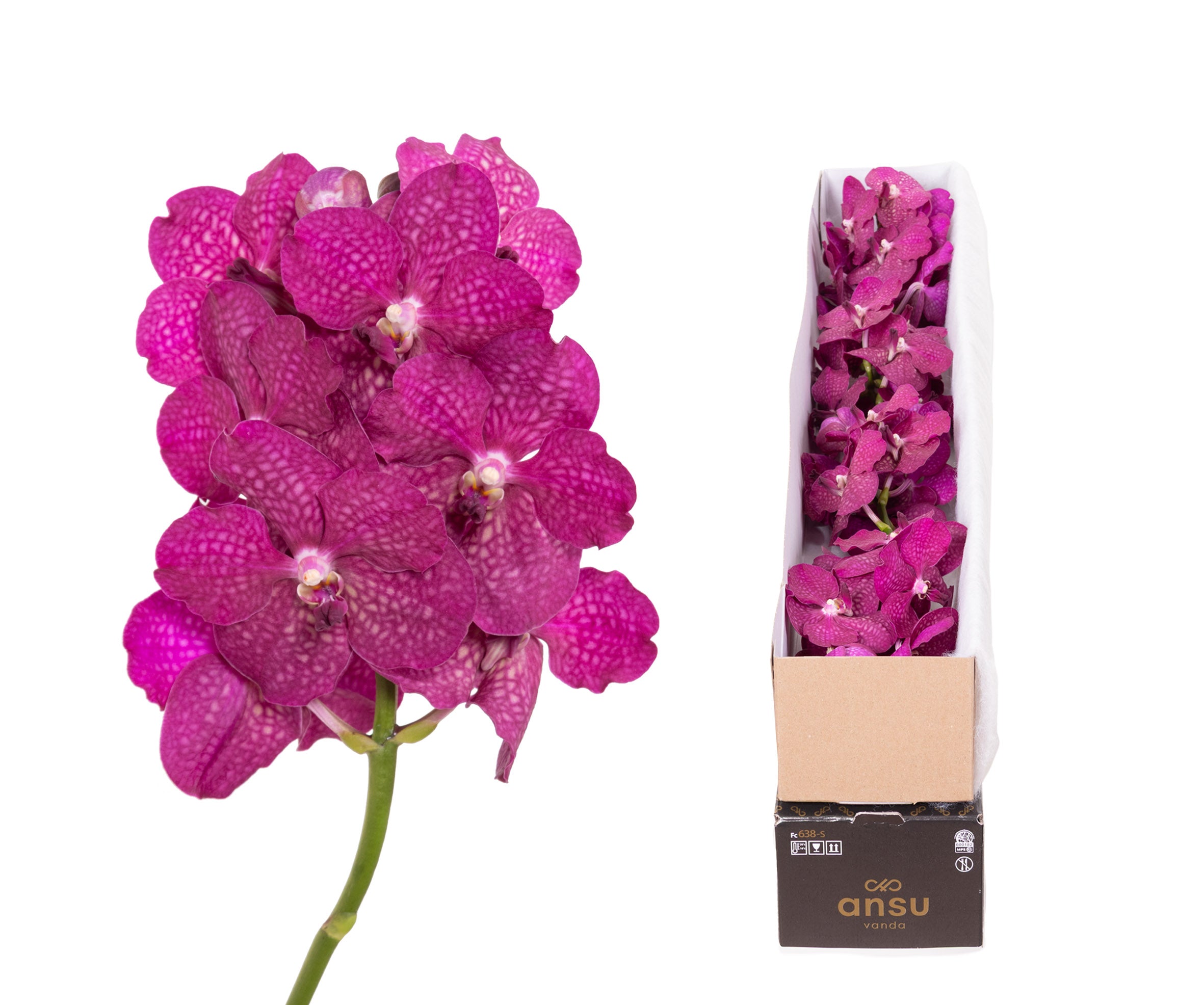 Magic Fuchsia X5