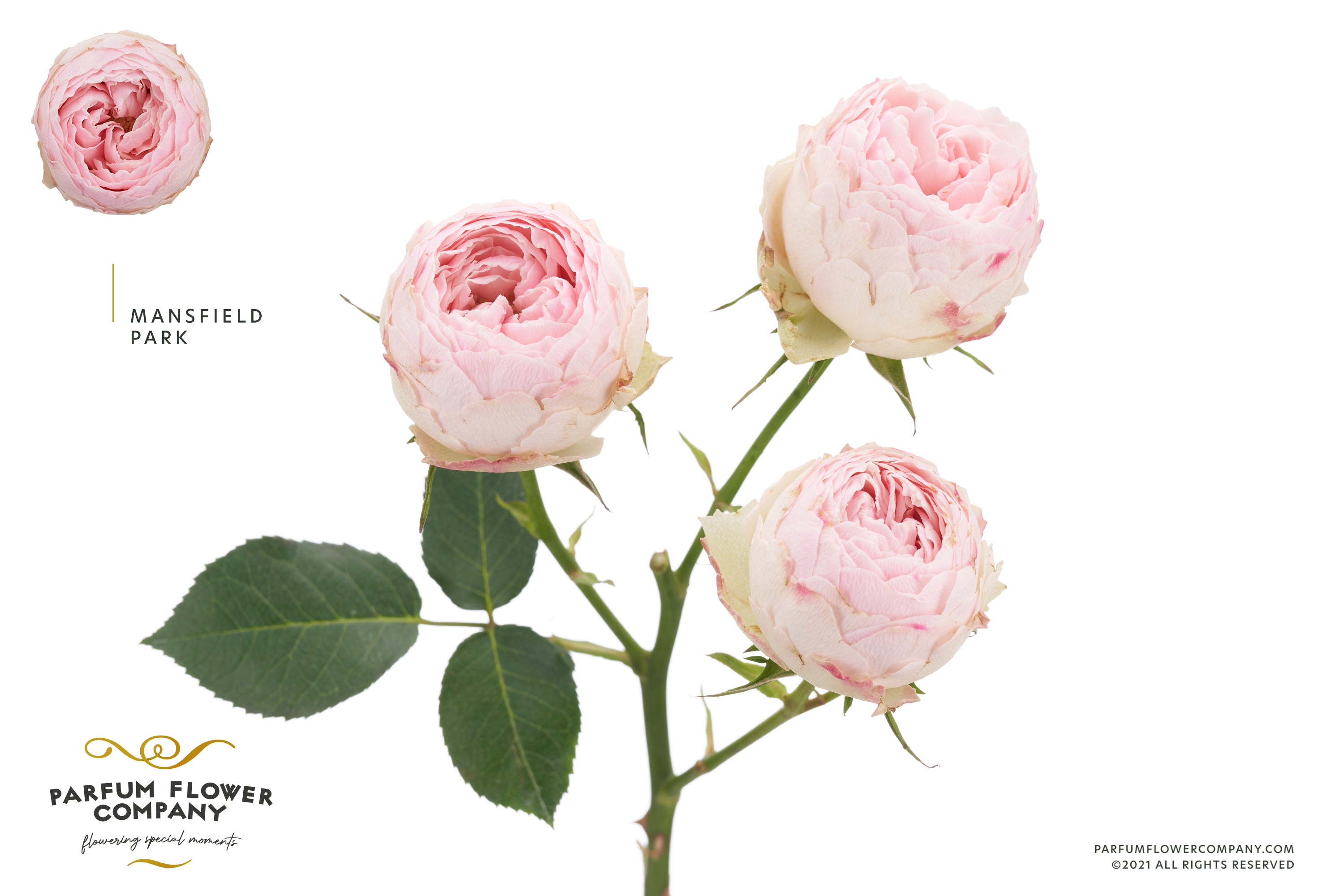 Mansfield Park