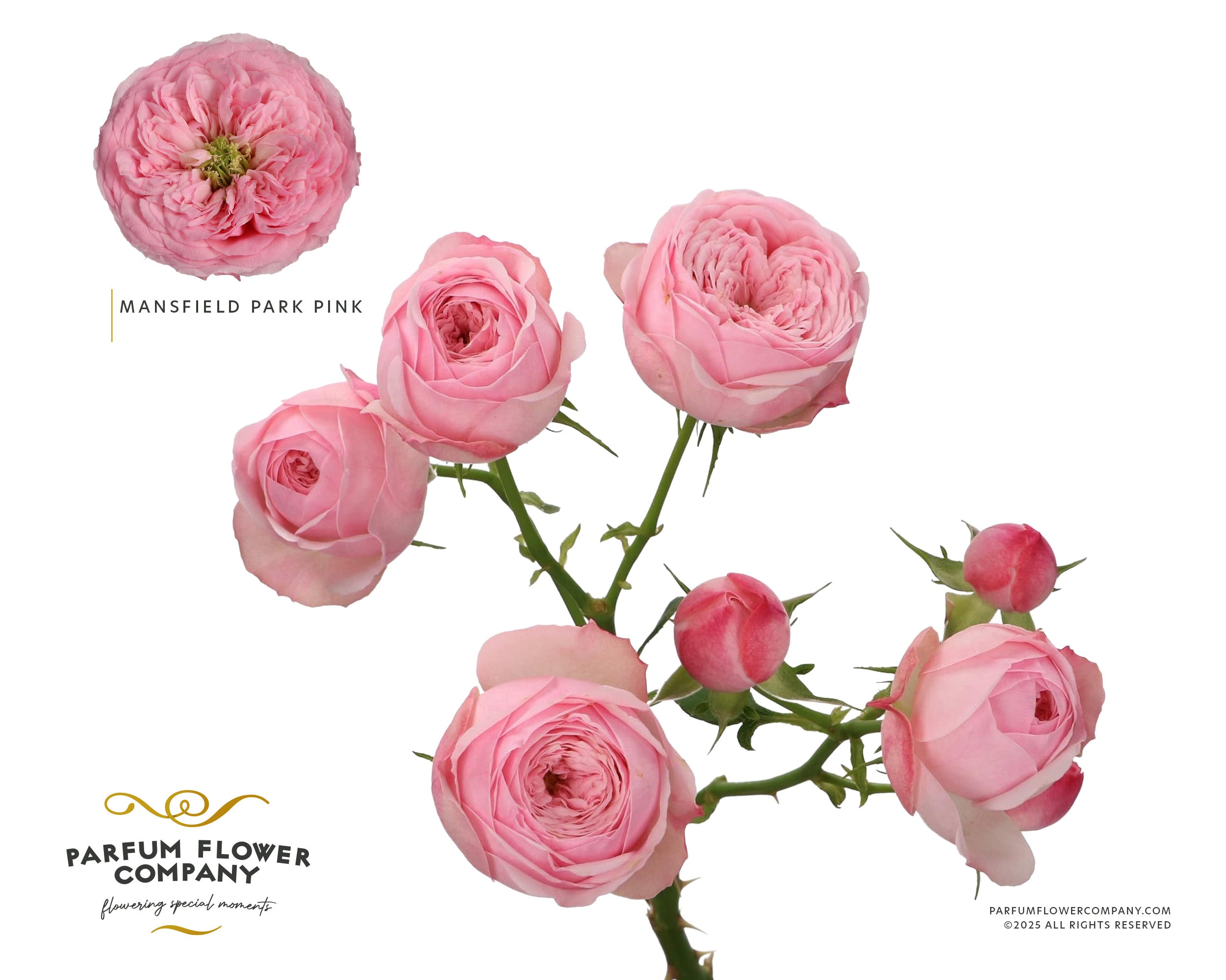 Mansfield Park Pink