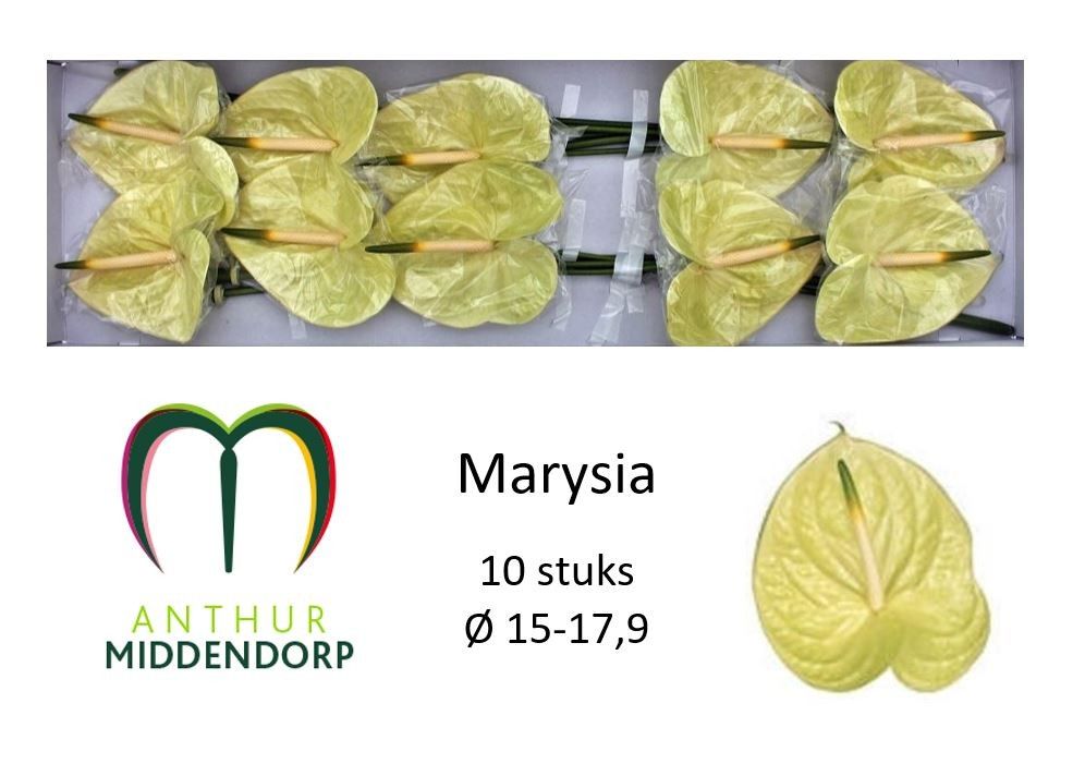 Marysia