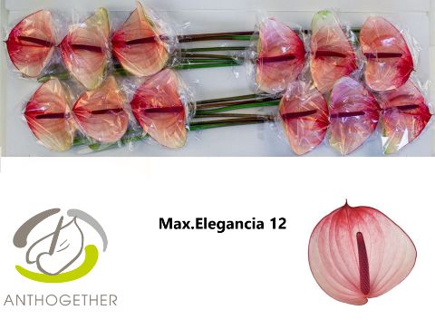 Max Elegan