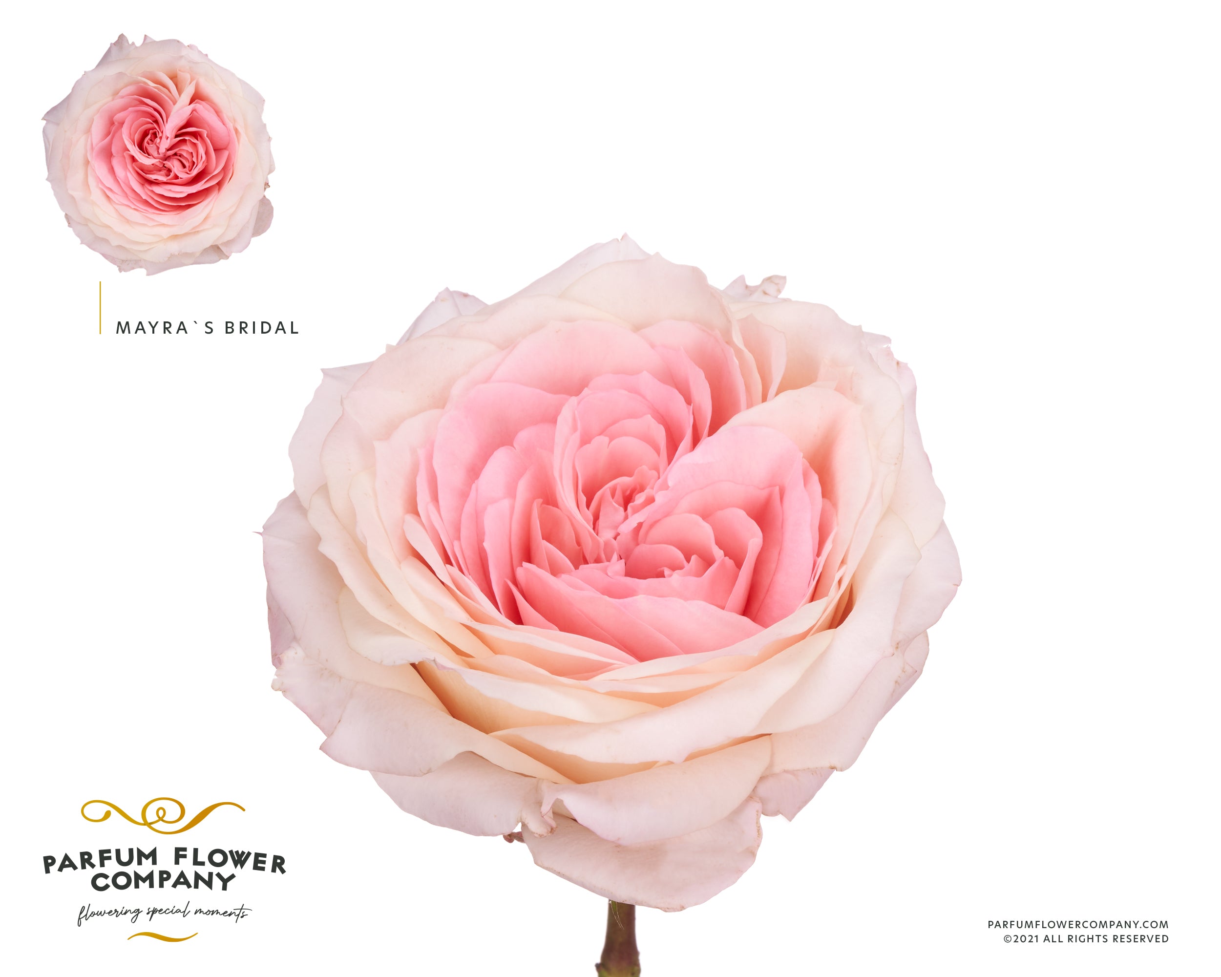 Mayra S Bridal