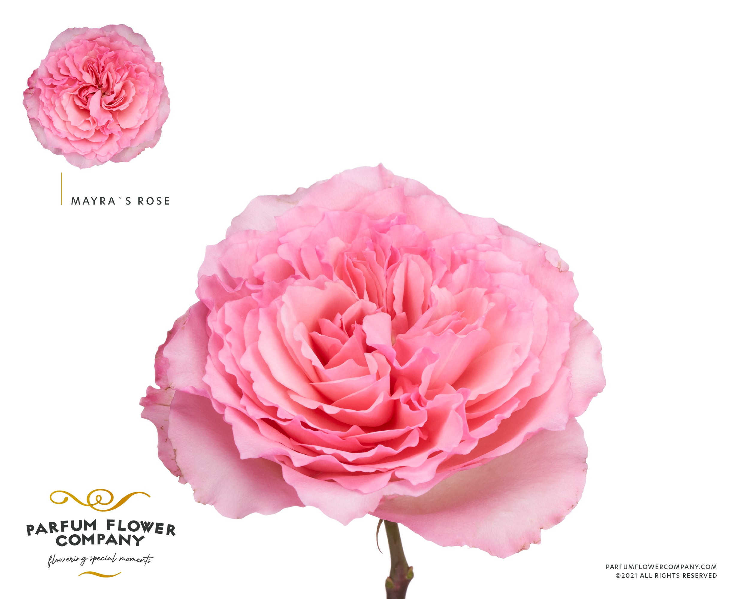 Mayra S Rose