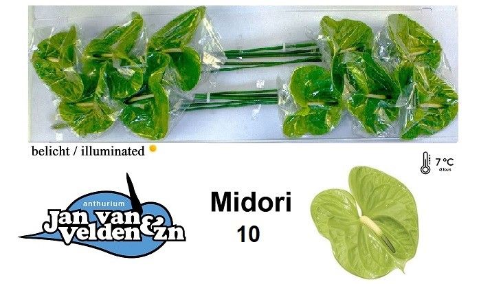 Midori