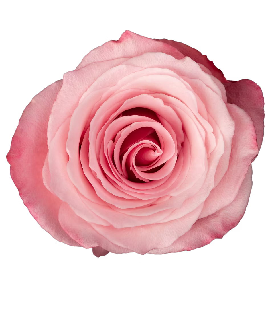 Millenial Pink