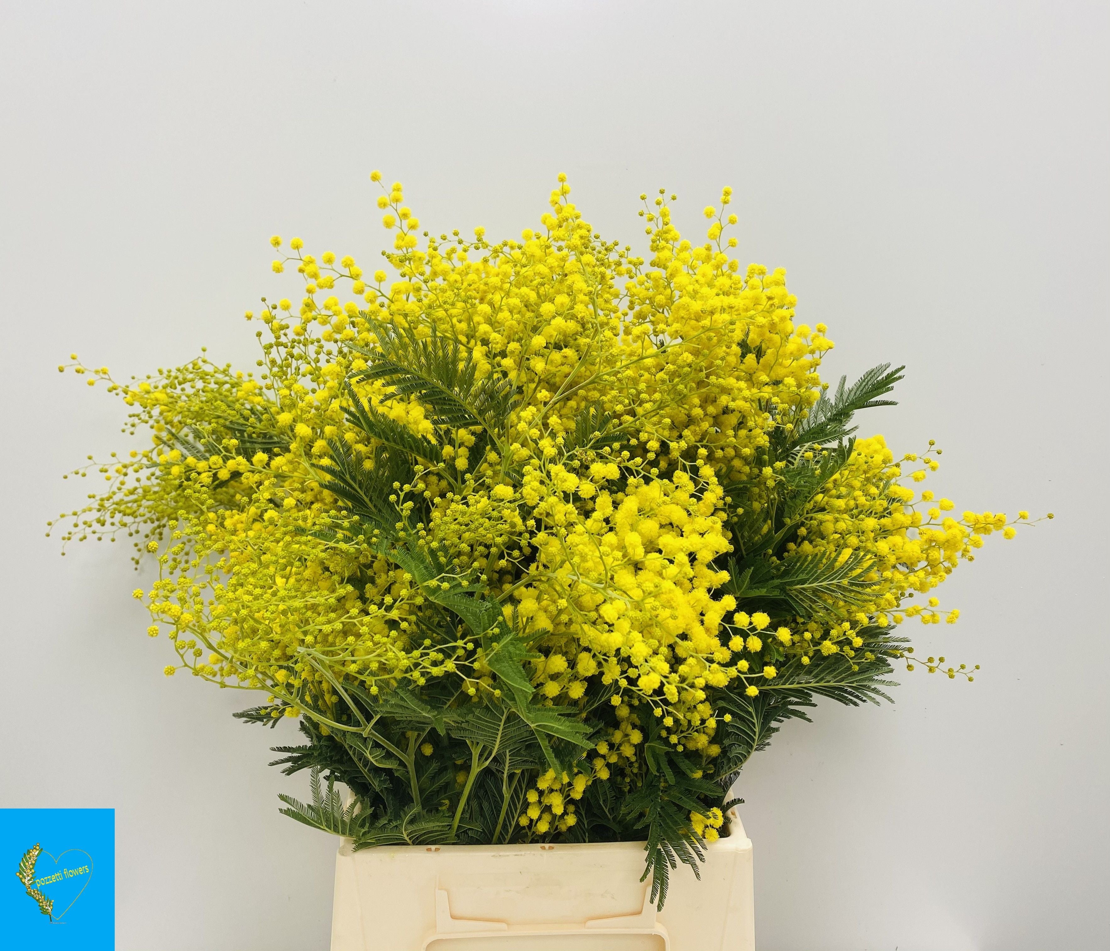 Mimosa