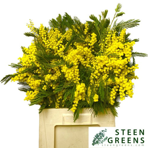 Mimosa