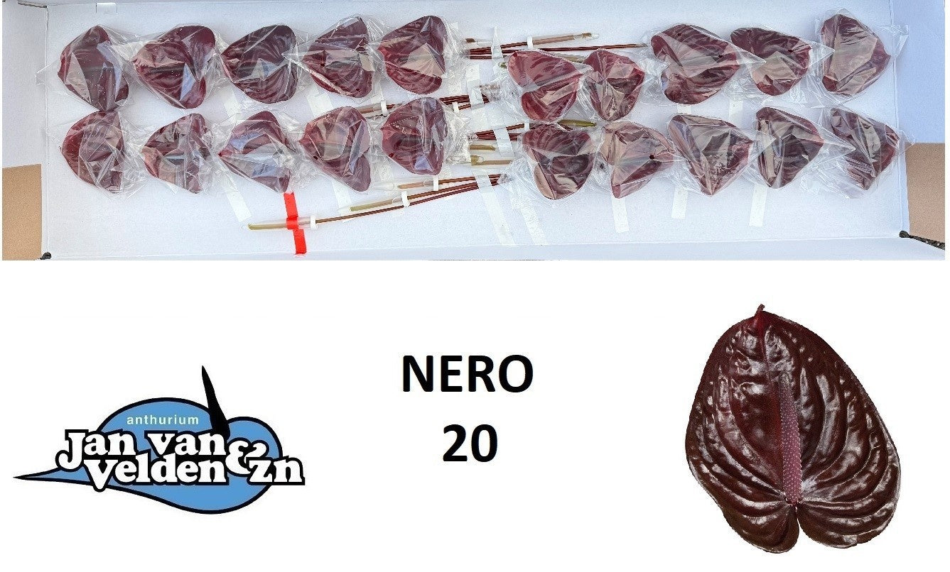 Nero