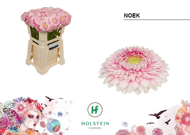 Noek