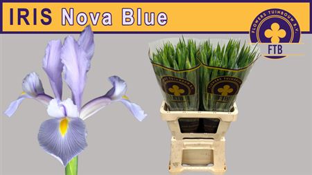Nova Blue