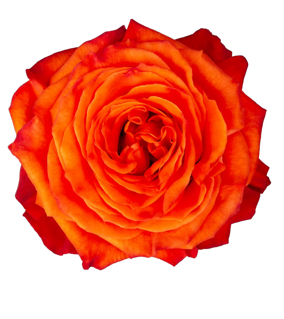 Orange Only