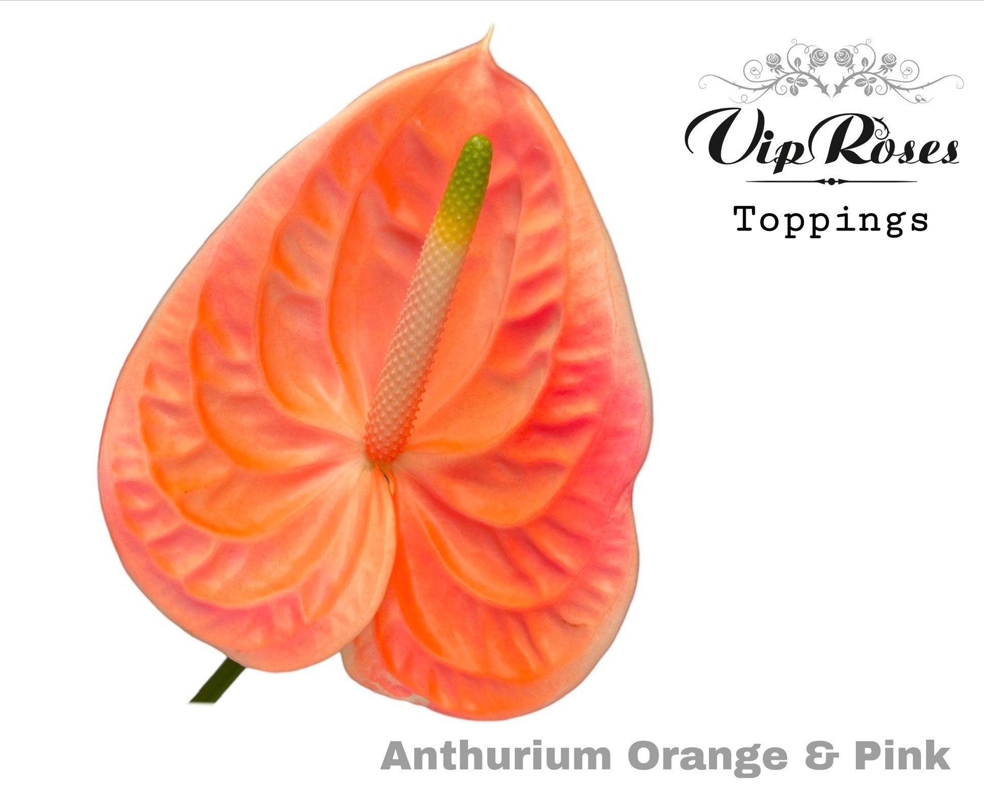 Orange & Pink