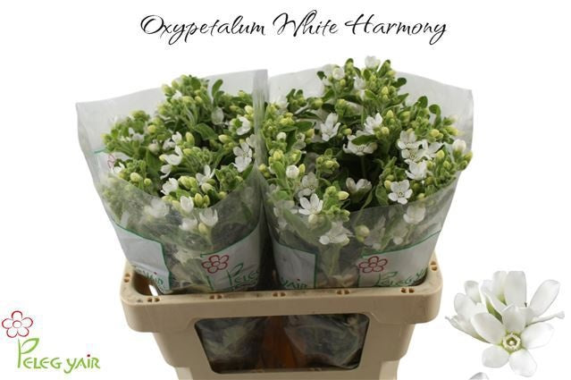 Perfect White Harmony