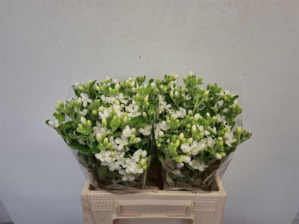 Perfect White Harmony