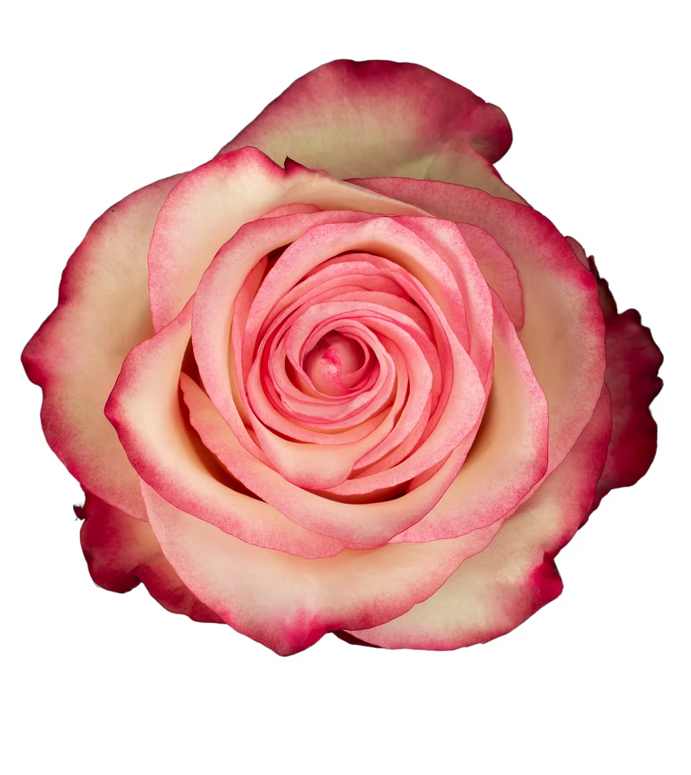 Paloma