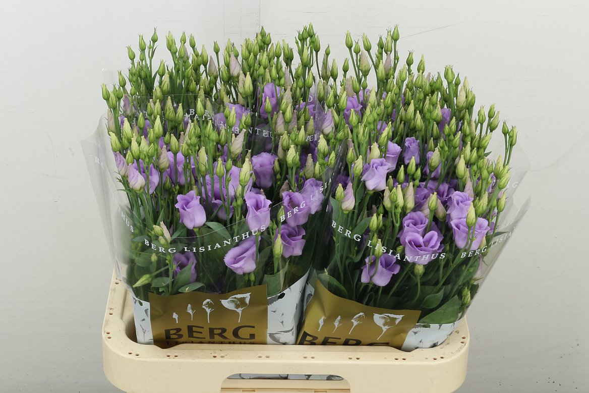 Picco Lavender