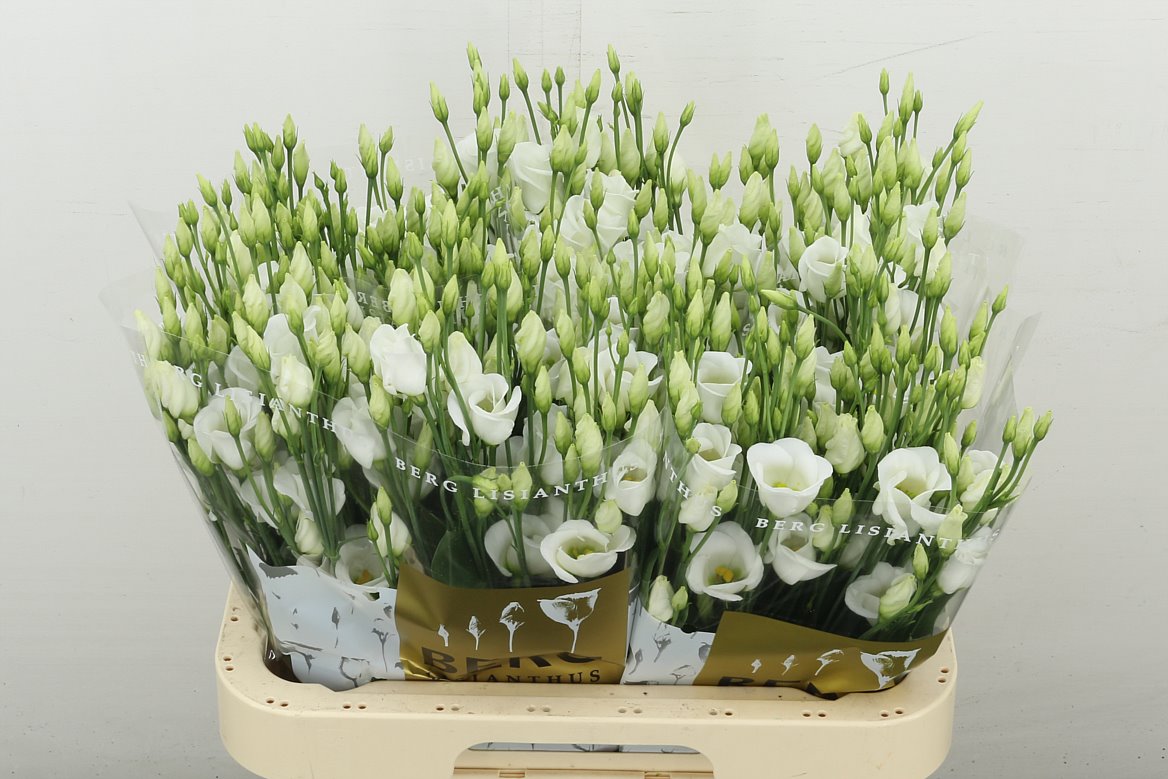 Piccolo White