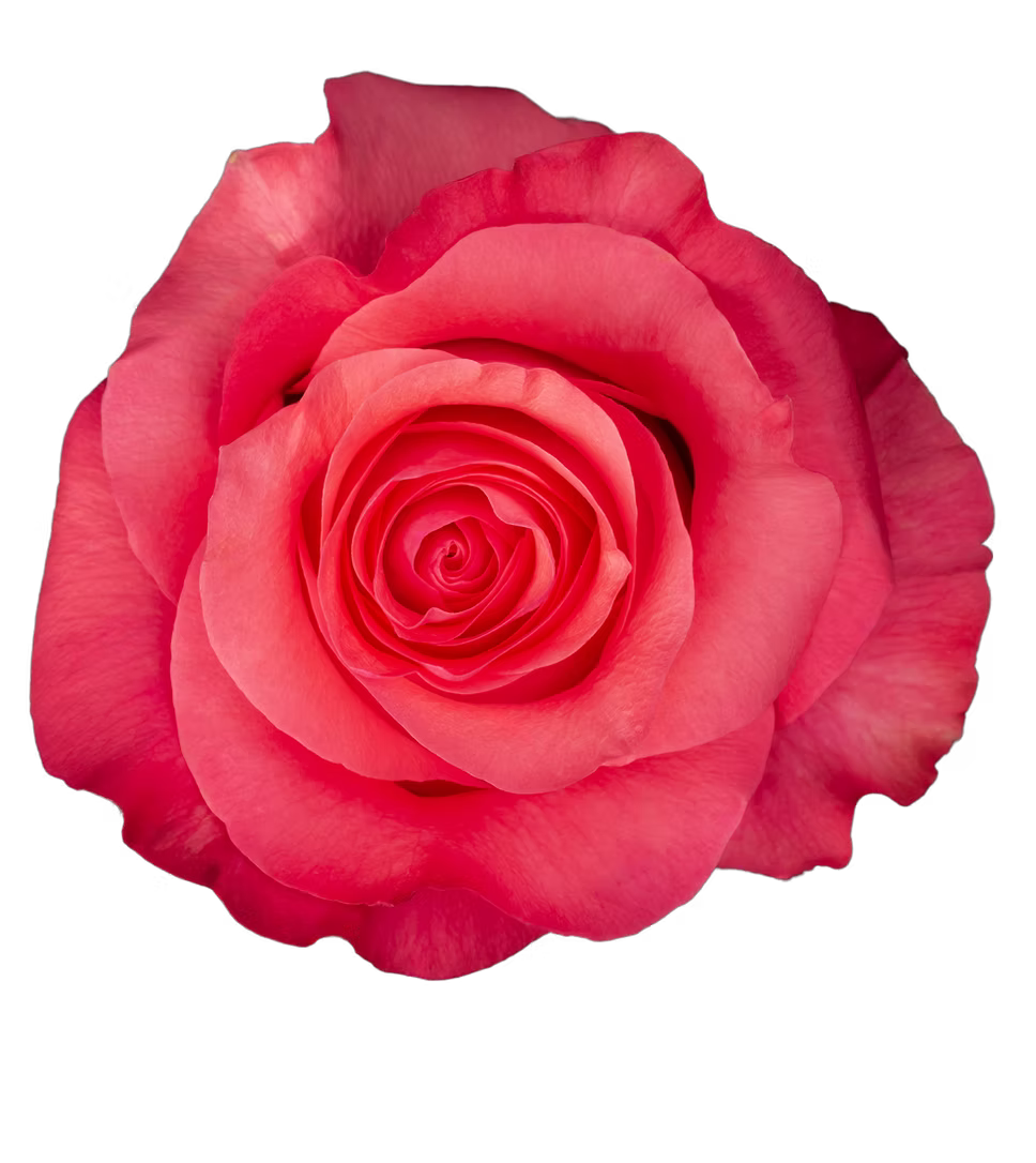 Pink Love