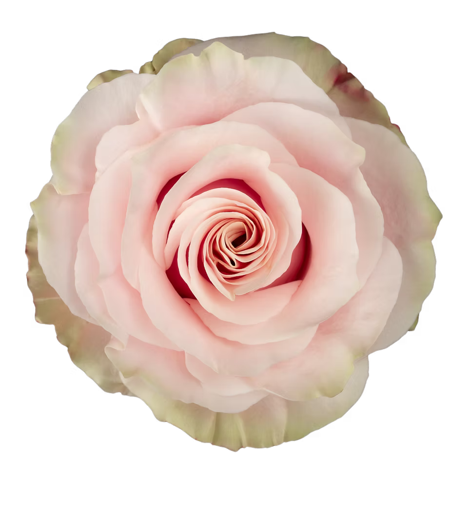 Pink Mondial