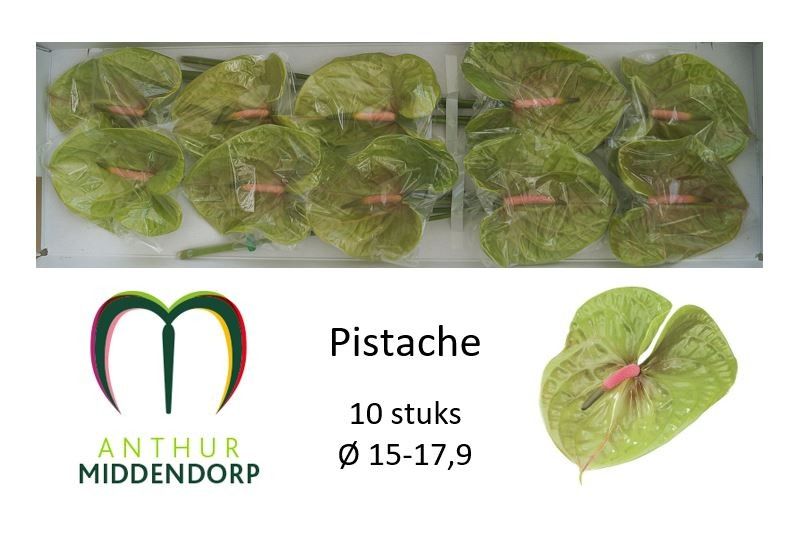 Pistache