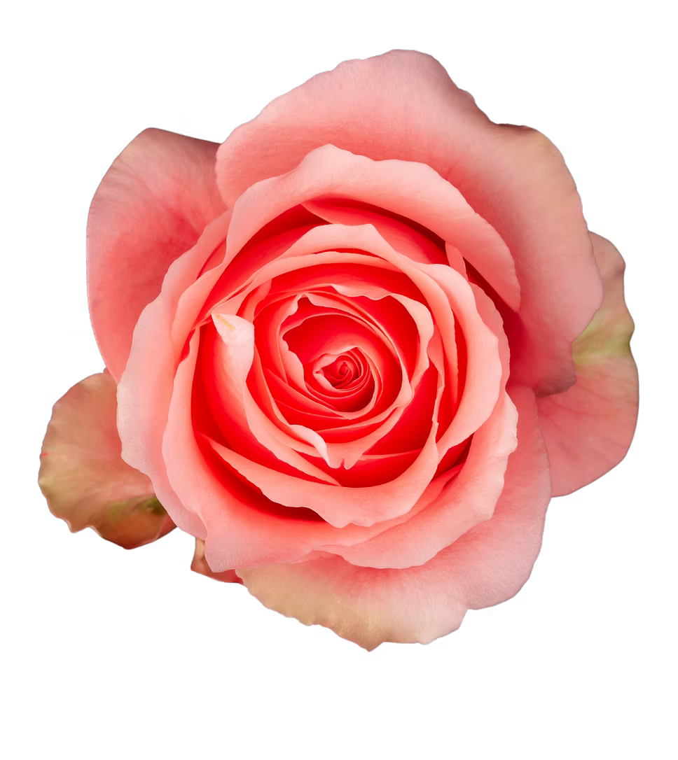 Pretty in Pink