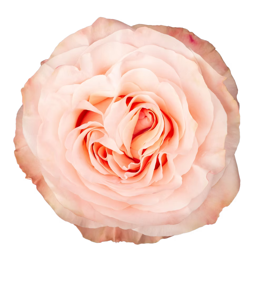 Princess Crown