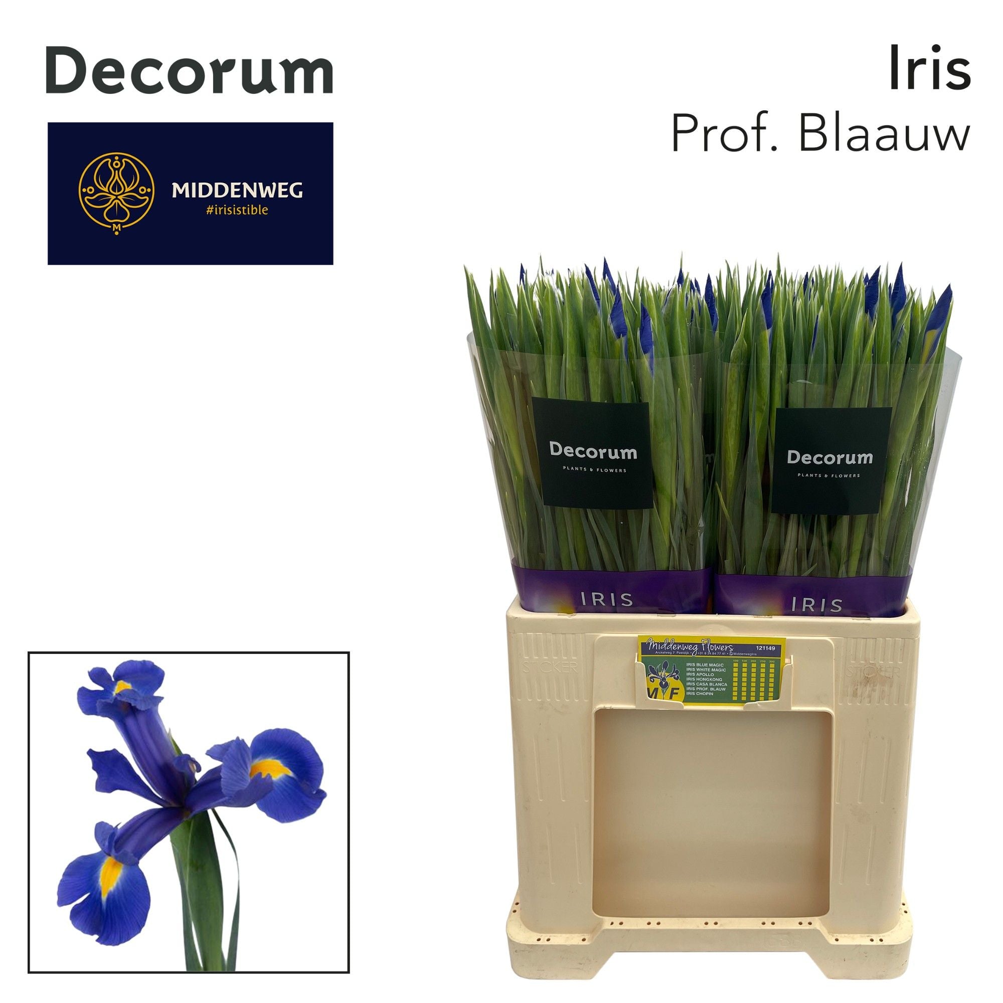 Prof Blaauw