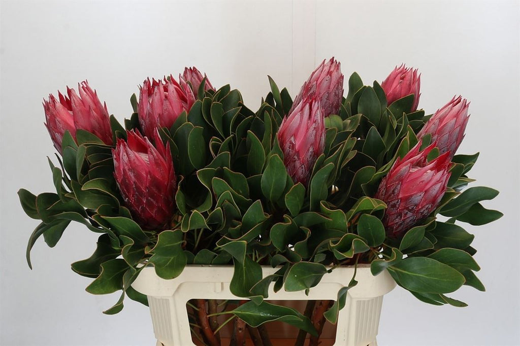 Cynaroides Madiba
