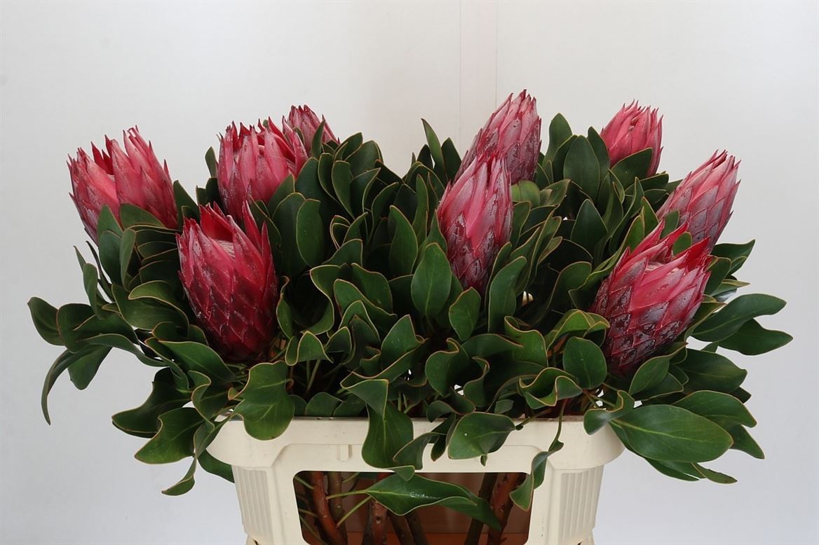 Cynaroides Madiba