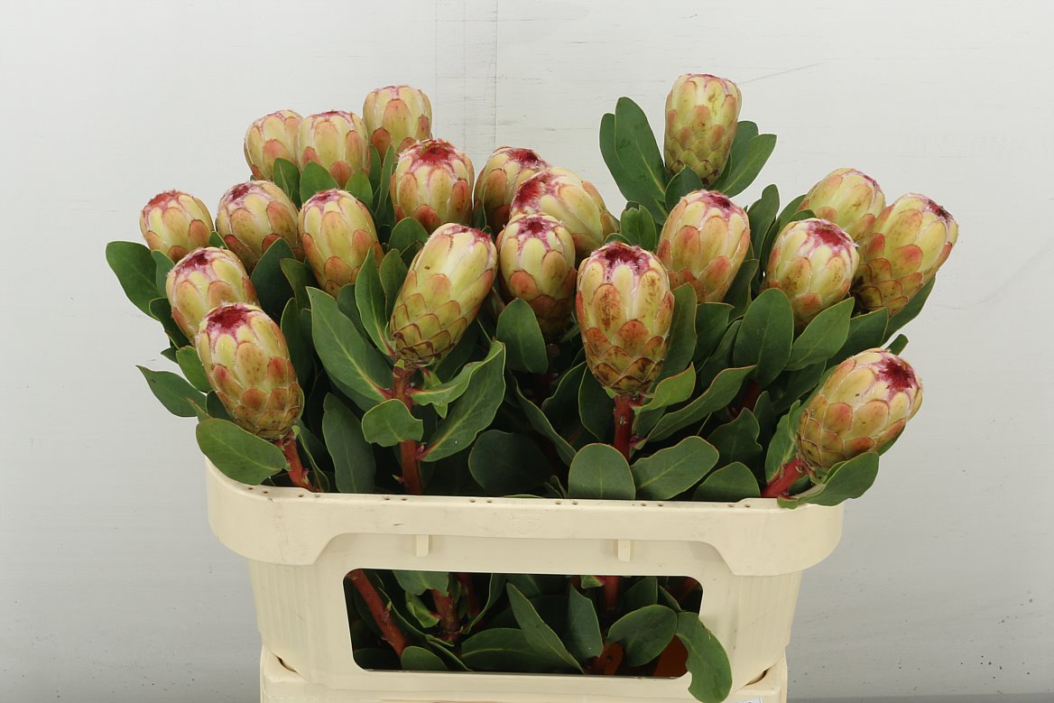 Grandicolor