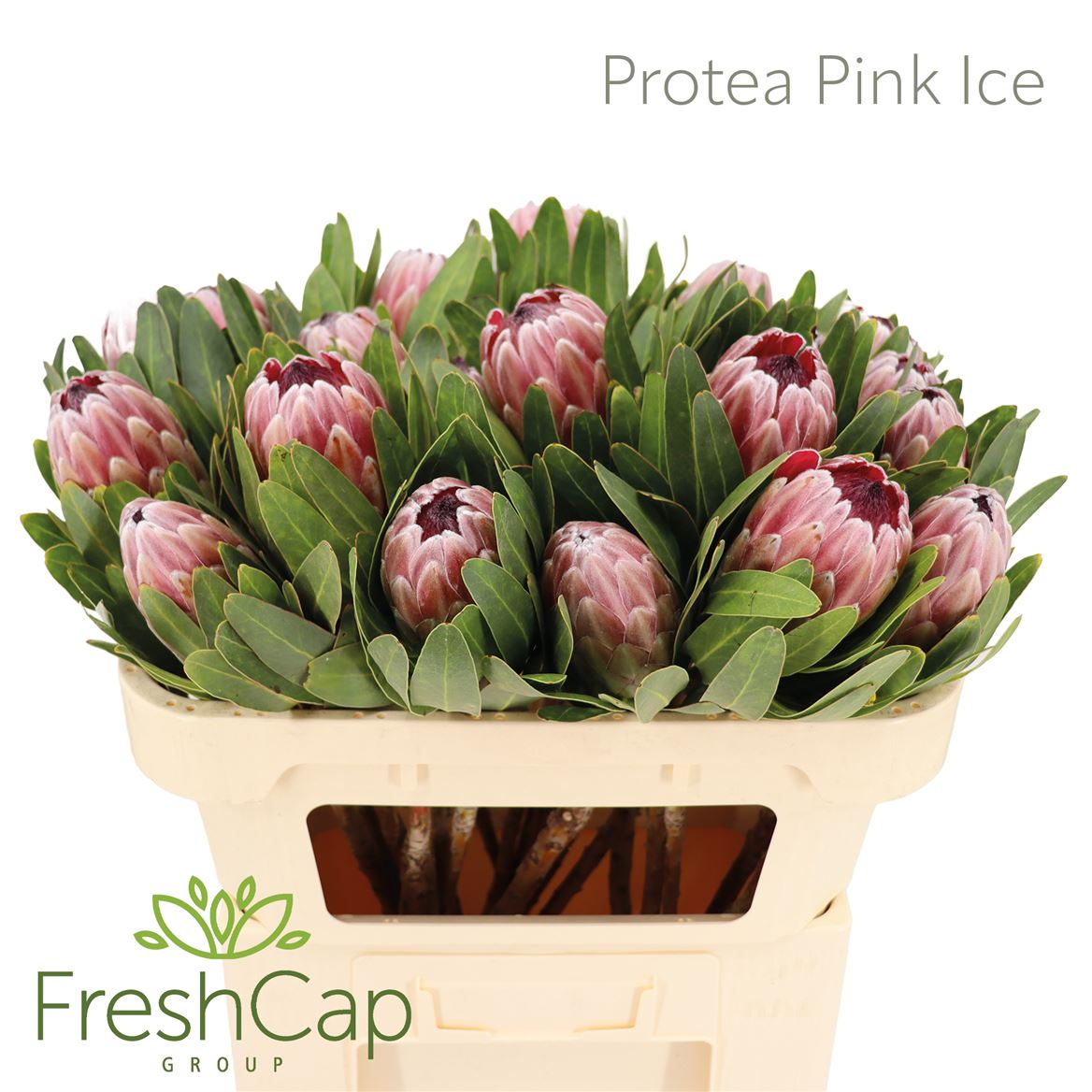 Pink Ice