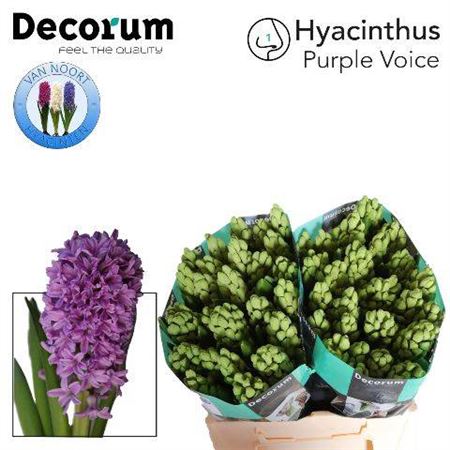 Purple Voice