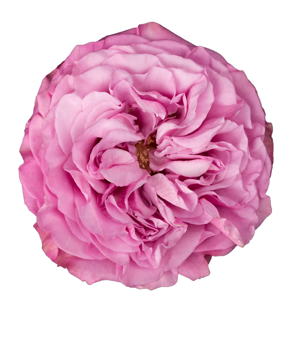 Queens Crown
