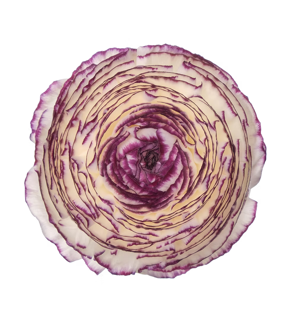 Ranunculus Bianco Striato
