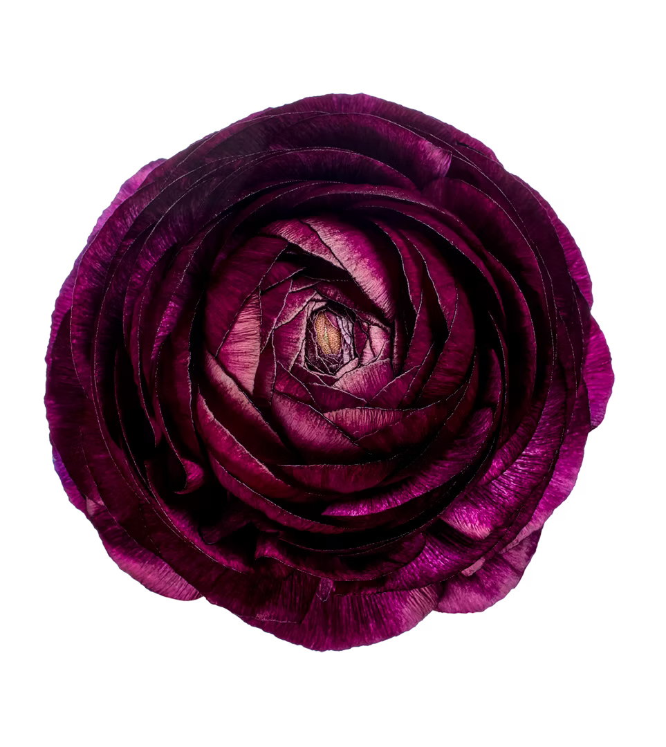 Ranunculus Burgundy